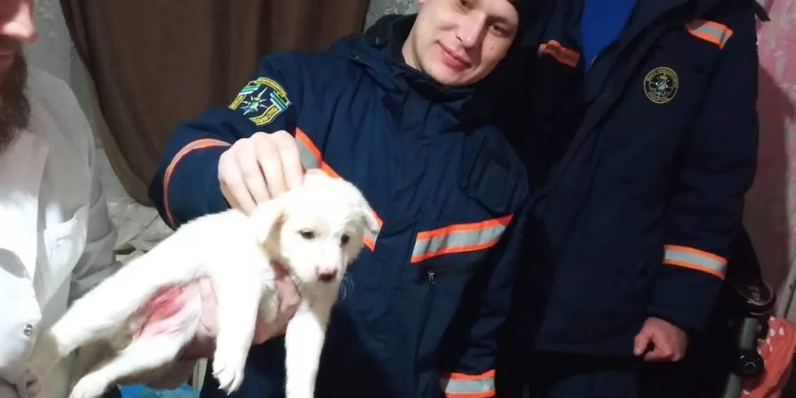 Щенок застрял за батареей — его освободили спасатели в Новосибирске