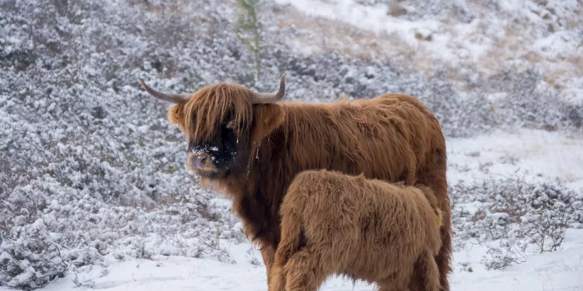Ученые выяснят, как повысить устойчивость к холодам млекопитающих с помощью гена в Новосибирске