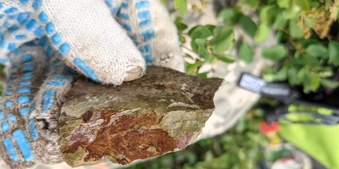 Ученые доказали: на Алтае в прошлом было море