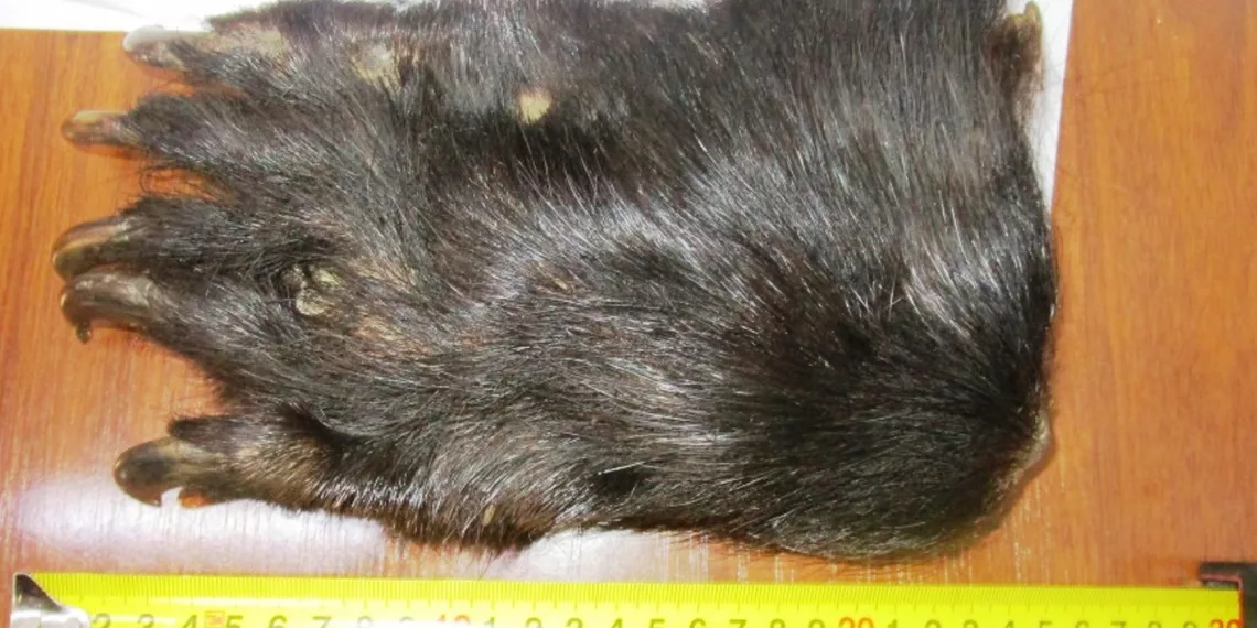 В Сибири таможенники изъяли у двух граждан незаконно вывозимые лапы совы и медведя