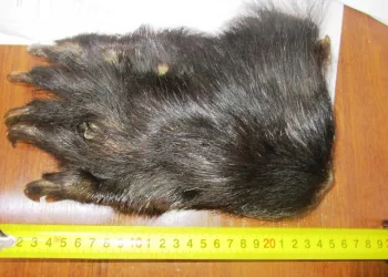 В Сибири таможенники изъяли у двух граждан незаконно вывозимые лапы совы и медведя