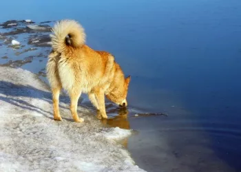 Тепло до +10 градусов вернется в Новосибирск на выходных