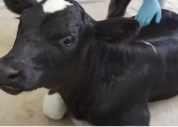 Ученые впервые клонировали корову на Кубани