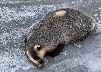 Барсук проснулся, укусил жителя Тогучина и убежал — его пришлось догонять