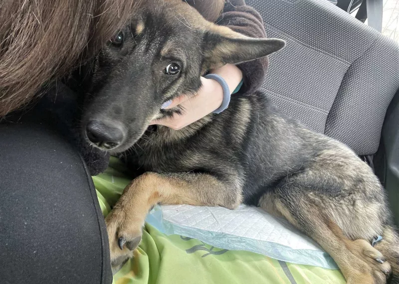 Житель Красноярского края выкинул собаку с балкона за испорченные ботинки