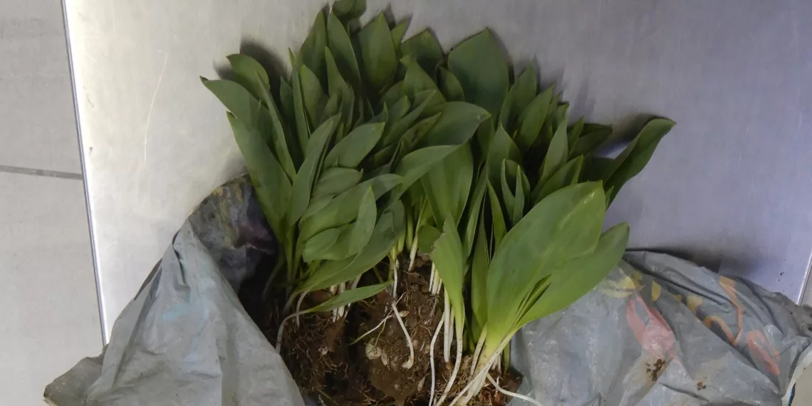 В Толмачево у пассажира из Узбекистана изъяли около 1 кг семян тюльпана