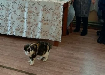 В Мошковском районе сотрудники участковой комиссии показали свою пушистую коллегу — кошечку Мусю