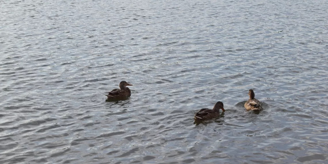 Потепление до +17 идёт в Новосибирскую область