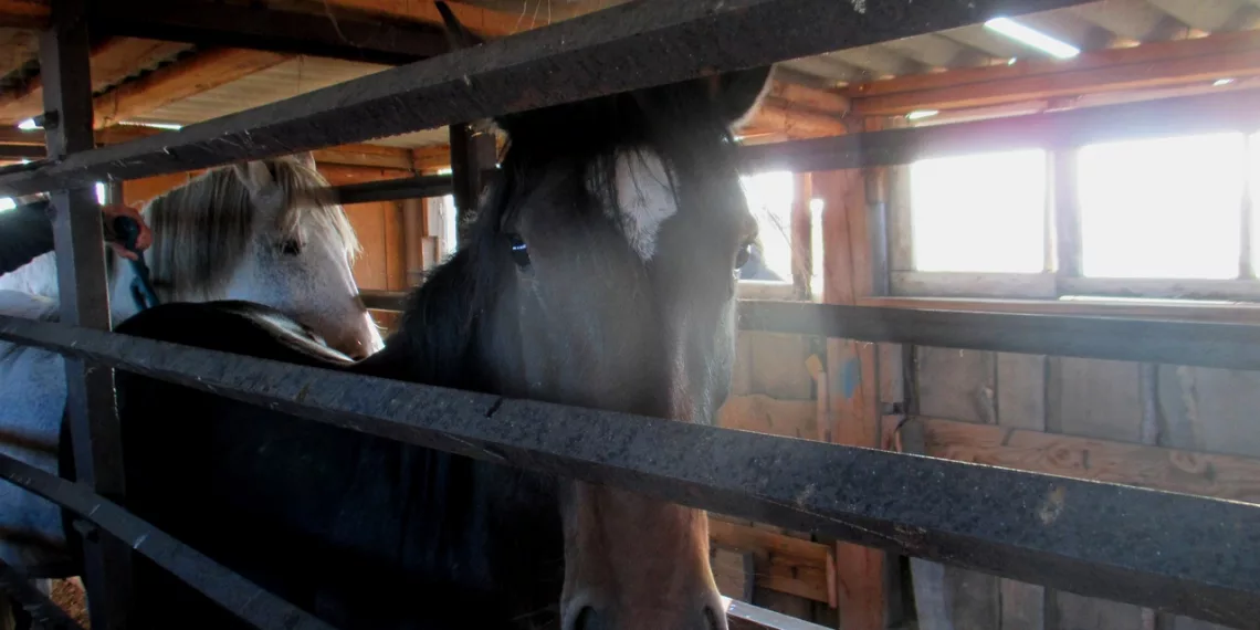 Табун лошадей попытались вывезти из Сибири в Казахстан