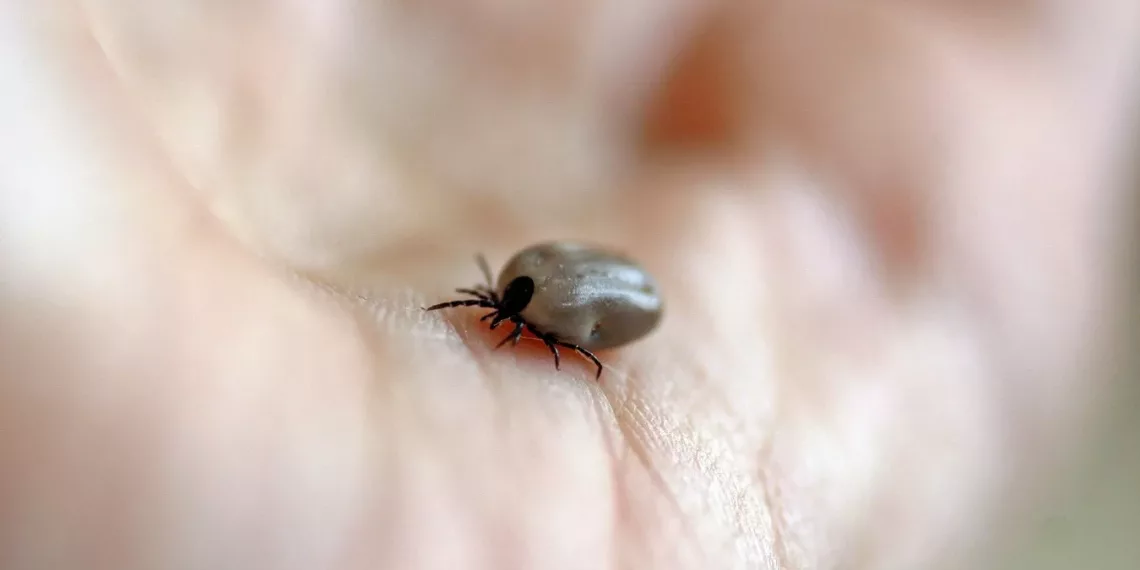 В Новосибирской области зафиксировали первые обращения с укусами клеща