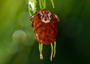 В России обнаружили 14 новых вирусов, которые переносят клещи