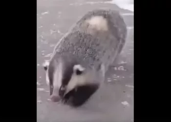 Недружелюбный барсук напал на водителя в Тогучинском районе