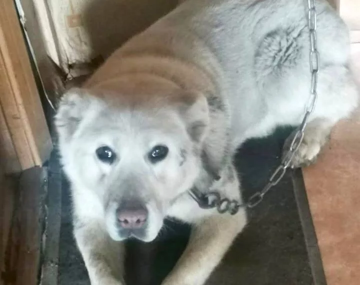 Житель Тувы украл собаку, чтобы подружиться с ней