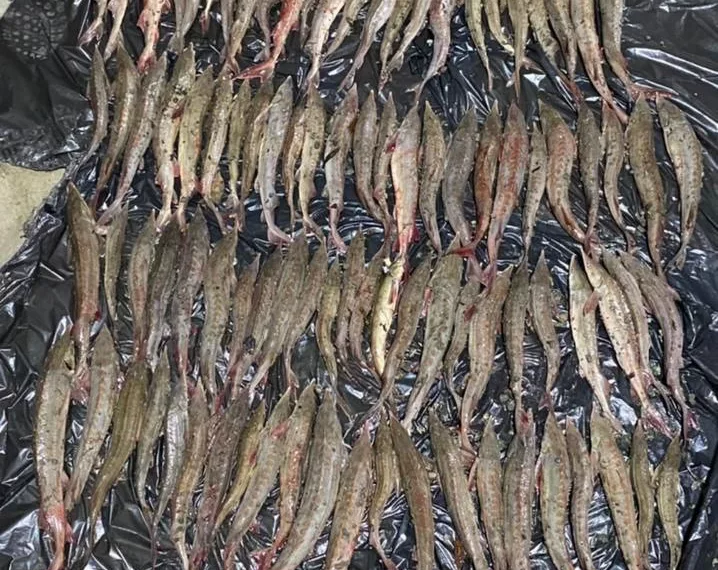 Жители Омской области незаконно наловили рыбу на 12 миллионов