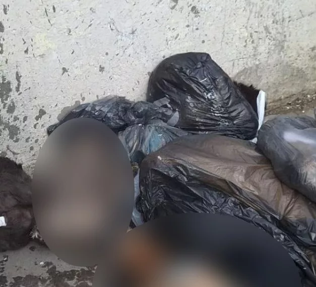 В Омске рядом с мусорными баками обнаружены останки домашних питомцев