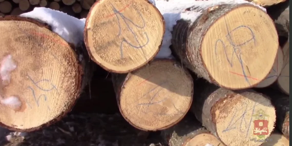 В Хакасии задержали «черного лесоруба»