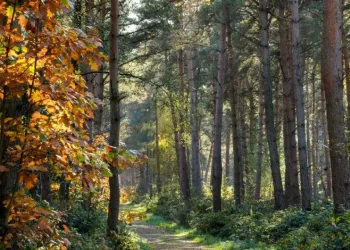 Пожароопасный сезон начнется с 20 апреля в Новосибирской области