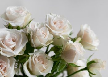 Зараженные гвоздики и розы привезли в Новосибирск