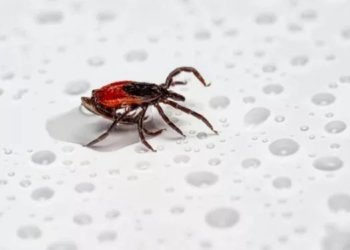 Клещи укусили 61 человека за неделю в Новосибирской области