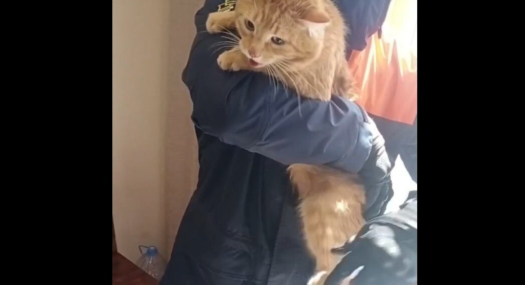 Рыжего кота, застрявшего между рамами окна, вызволили спасатели в Новосибирске