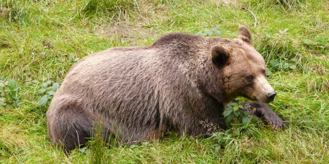 В Новосибирске оцепили Заельцовский бор из-за медведя