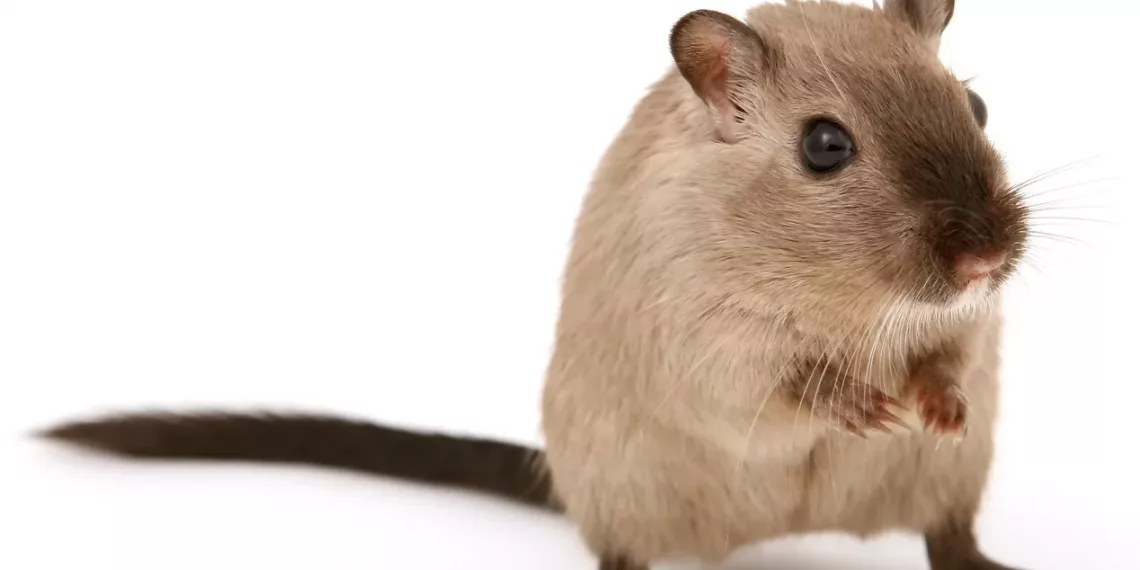 Ученые случайно создали эмбрион грызуна с дополнительной парой лап вместо гениталий