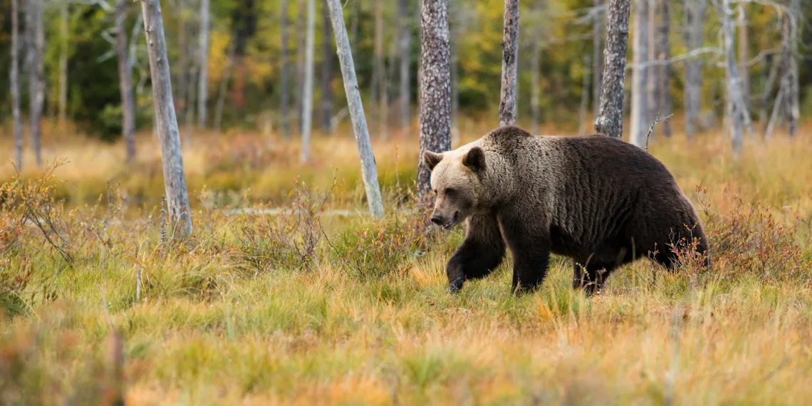 Минприроды не нашло следы медведя в Заельцовском бору