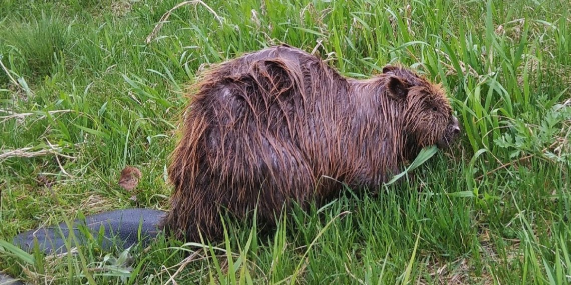 Бобр вышел к людям и промок под дождем в Новосибирске
