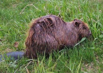 Бобр вышел к людям и промок под дождем в Новосибирске