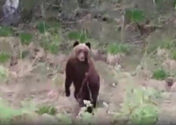 «Мама, я дура»: женщина лицом к лицу встретилась с медведем в сибирском лесу