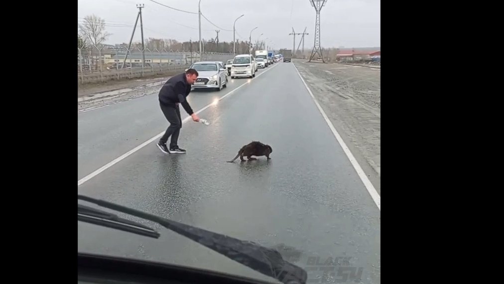 Потерявшегося детеныша бобра заметили местные жители в Новосибирске