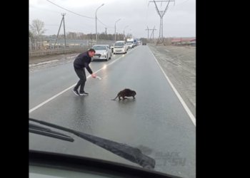 Потерявшегося детеныша бобра заметили местные жители в Новосибирске