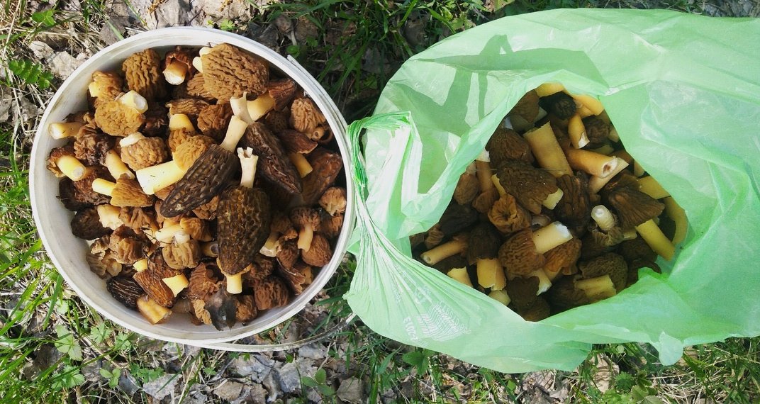 Богатым уловом сморчков делятся новосибирские грибники