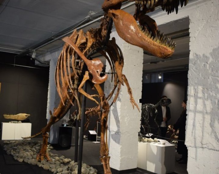 Ученые нашли новый вид динозавров в Кузбассе