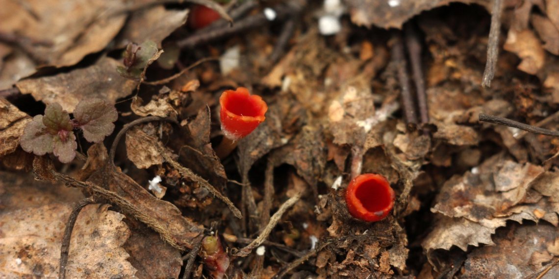 Гриб-«цветок» нашел в лесу под Новосибирском местный житель