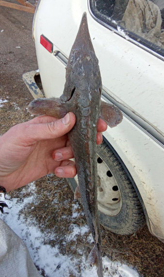 Сотрудники полиции спасли краснокнижную рыбу