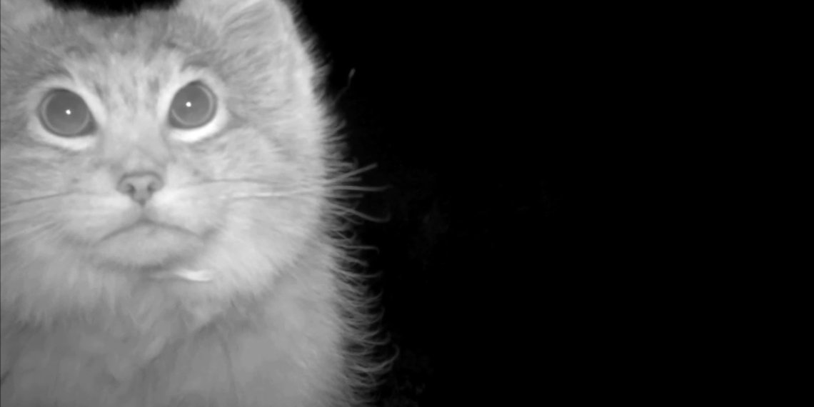 Милого манула засняла фотоловушка на Алтае