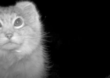 Милого манула засняла фотоловушка на Алтае