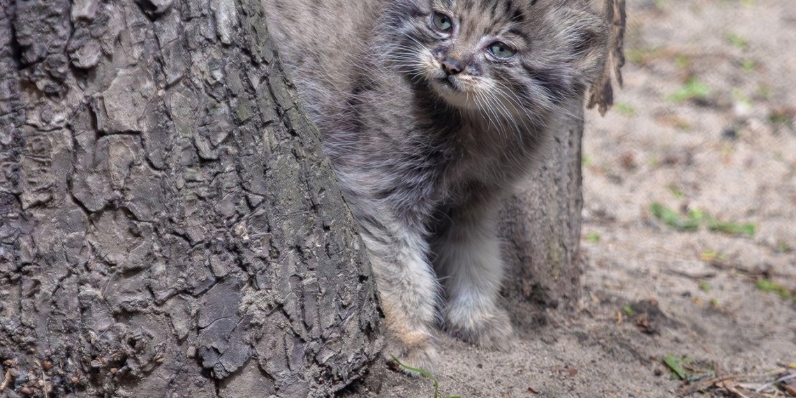 В Новосибирском зоопарке родилось 12 манулов