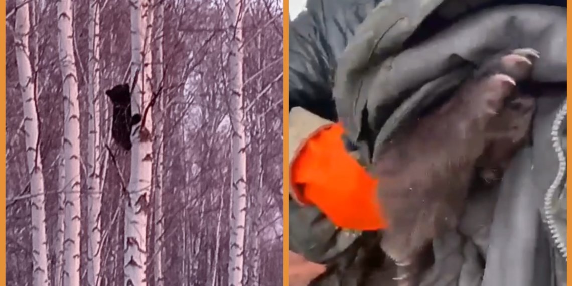 В Мошковском районе спасли медвежонка, застрявшего на дереве