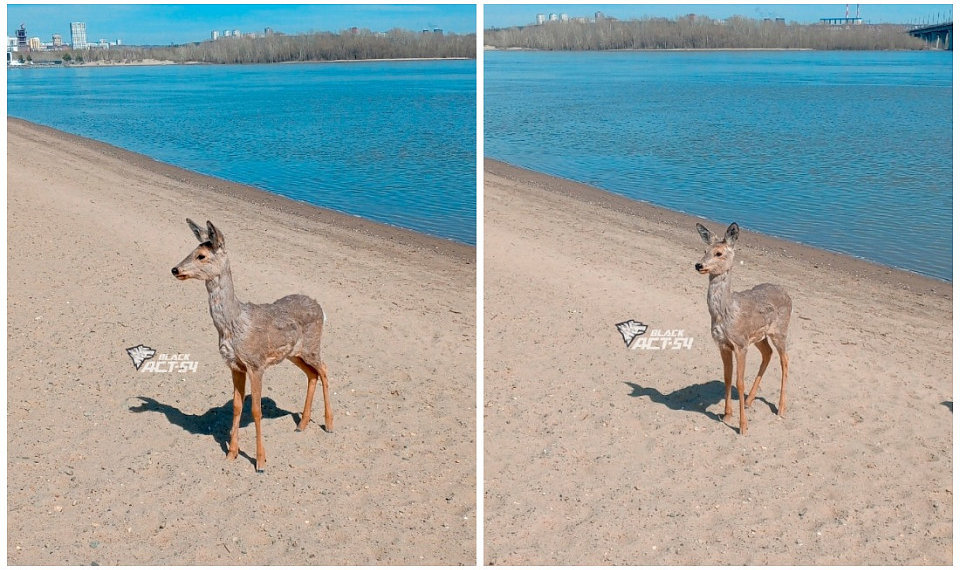 Косуля вышла к людям на пляже в Новосибирске