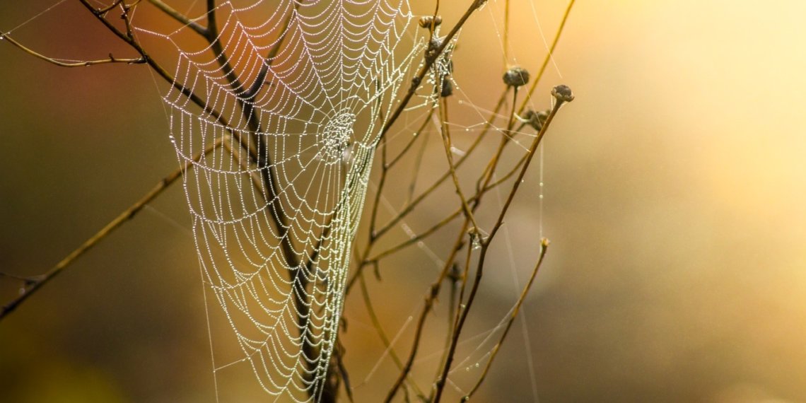 Ученые выяснили, что паутина представляет собой сверхчувствительный природный микрофон