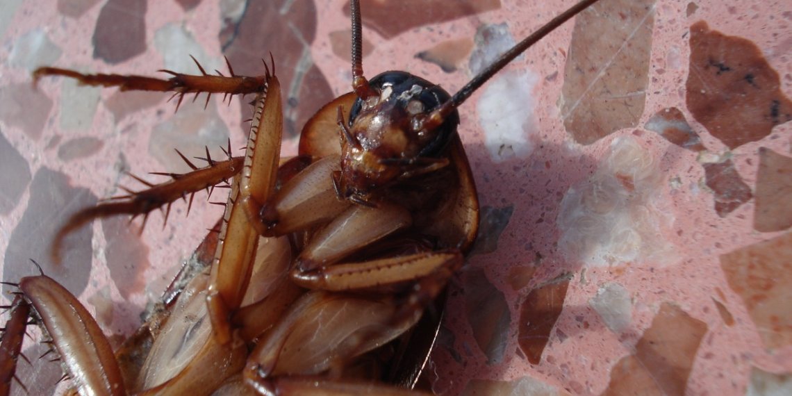 Российские ученые узнали, как рыжие тараканы расселились по всему миру