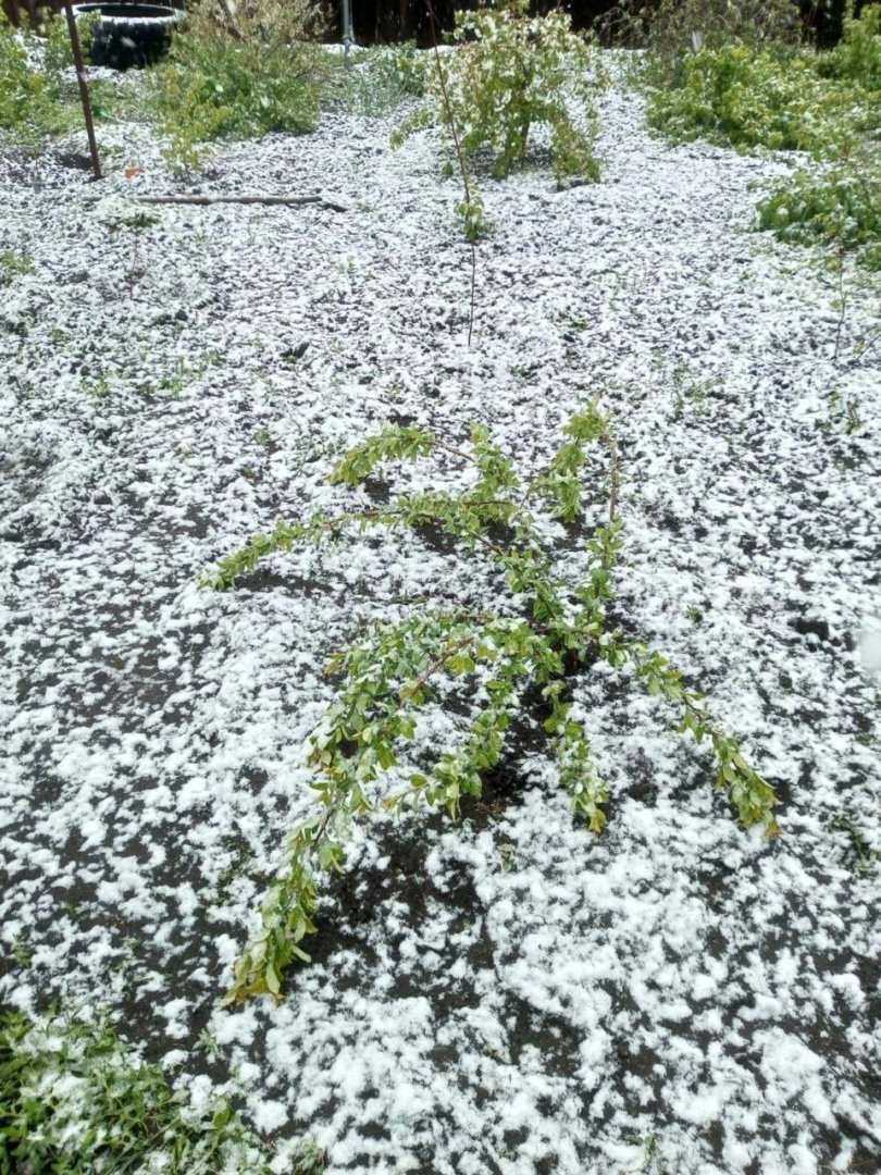 За неделю до лета в двух районах Новосибирска выпал снег