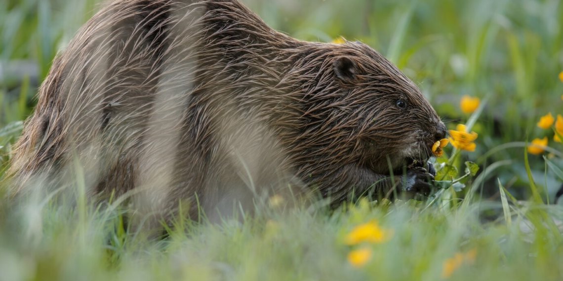 Правила поведения при встрече с бобрами назвали жителям Новосибирской области
