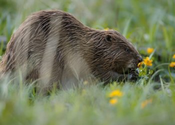Правила поведения при встрече с бобрами назвали жителям Новосибирской области