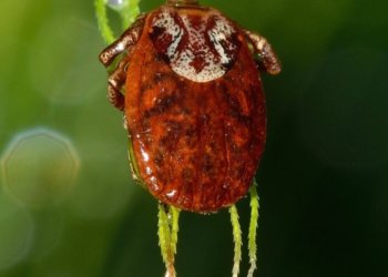 С подозрением на энцефалит госпитализировали 31 жителя Новосибирской области