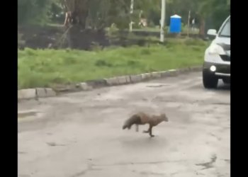 Бешеного лисенка пытаются поймать в Новосибирске