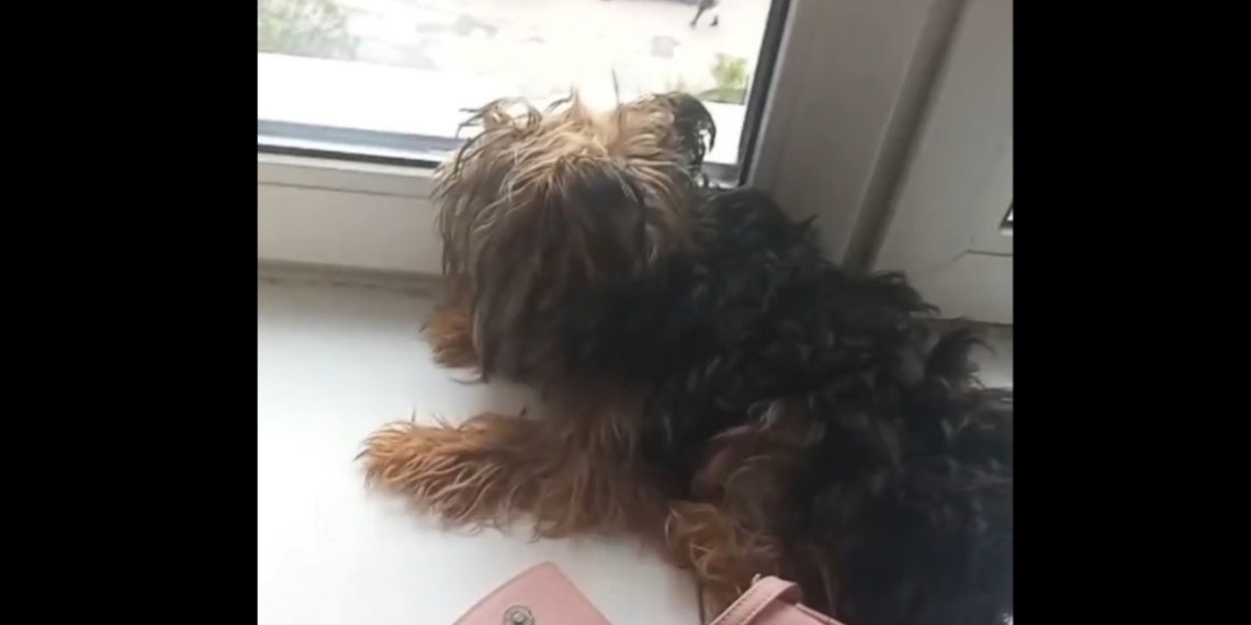 В Новосибирске спасатели помогли собаке, застрявшей в дамской сумке