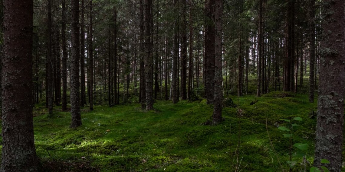 Горсовет Новосибирска принял решение вырубить часть леса за старым ЛДС